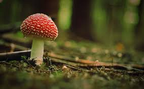 Pngtree has millions of free png, vectors. Cute Mushroom Wallpapers Top Free Cute Mushroom Backgrounds Wallpaperaccess