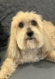 Winston Lynch Obituary