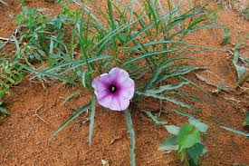 Image result for Ipomoea bolusiana