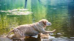 Maybe you would like to learn more about one of these? Book Pet Friendly Cabins In Durango Co Durango Colorado Rentals