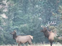 Downing a bull on public land in a unit where tags can be purchased at the local walmart is as. Elk Hunting Ellis Hunting Ranch