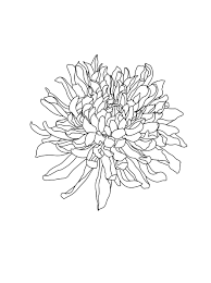 Chrysanthemum Outline Art Flower Drawing Cute Tats
