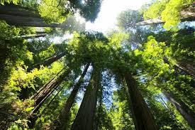 Check spelling or type a new query. 100 Free Redwood Tree Redwood Images
