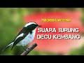 Top decu 2016 masteran decu kembang ngeplong untuk memancing burung kacer decu bakalan agar gacor. Download Ciu Besar Decu Kembang Jantan Dan Betina Mp3 5 8 Mb Kicau Siburung Com