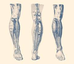 Leg muscles functions to perform all the motions and movements of the lower limb like standing, running, dancing etc. Right Leg Triple View Muscular System Diagram Drawing By Vintage Anatomy Prints