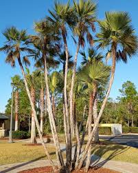 Image result for Acoelorrhaphe wrightii