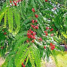 Image result for Cassia thyrsoidea