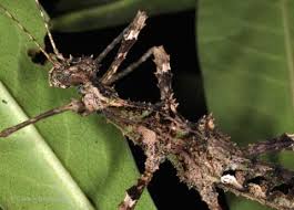 Image result for Tristachya viridiaristata