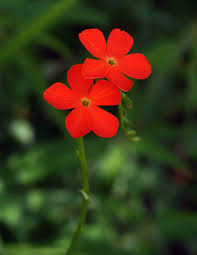 Image result for Tricliceras longepedunculatum