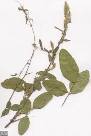 Image result for Desmodium tortuosum