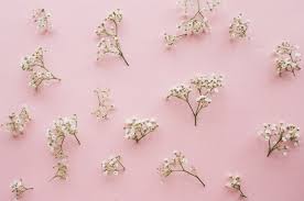 The resolution of image is 431x503 and classified to baby crib, flower cross, pink baby feet. Free Photo Variation Of Little Baby S Breath Flowers On A Light Pink Background