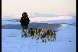 Photos Yukon Quest Day 2 Yukon Quest Dog Sledding Yukon