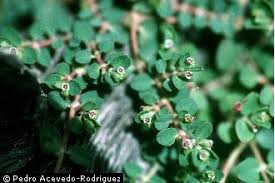 Image result for Euphorbia serpens