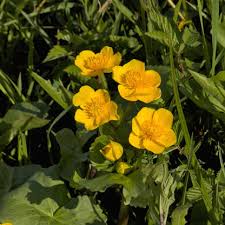 Image result for Hypericum humbertii