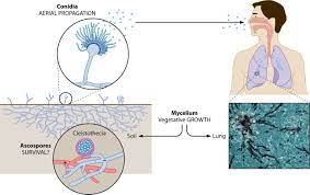 Aspergillus fumigatus, a saprotroph widespread in nature, is typically found in soil and decaying organic matter, such as compost heaps, where it plays an essential role in carbon and nitrogen recycling. Aspergillus Fumigatus And Aspergillosis In 2019 Clinical Microbiology Reviews