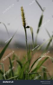Image result for Setaria viridis