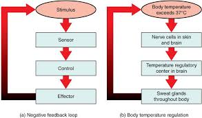 Negative And Positive Feedback In 2020 Human Body Systems Anatomy And Physiology Body Systems Worksheets