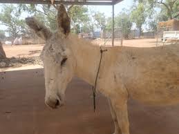 We did not find results for: The Silence Of The Donkeys Sensorial Entanglements Between People And Animals At Willowra And Beyond Vaarzon Morel 2021 The Australian Journal Of Anthropology Wiley Online Library