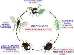 Aphididae), is a major pest of cultivated bananas (musa spp., order zingiberales), primarily due to its role as a vector of banana bunchy top virus (bbtv), the most severe viral disease of banana worldwide. Aphids And Their Biocontrol Sciencedirect
