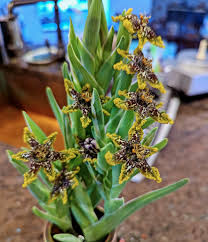 Image result for Ferraria glutinosa