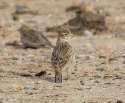 Image result for Landolphia rufescens