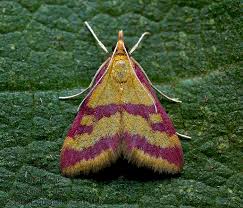 Image result for Pyrausta sanguinalis