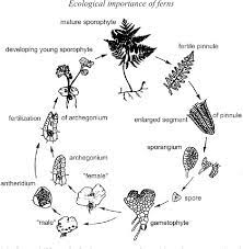 Pdf Fern Ecology Ecological Importance Of Ferns Semantic Scholar