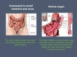 The ascending colon runs upwards through the abdominal cavity toward the transverse colon for approximately eight inches (20 cm). Presented By Asha Davidson And Asmani Patel Ppt Video Online Download