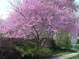 Pittura giapponese pittura cinese acquerello floreale stampe giapponesi fiori giapponesi arte con uccelli giapponese illustrazione arte della. Alberi Giapponesi Alberi Latifolie Caratteristiche Alberi Giappnesi