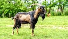 4 Uncommon Goat Breeds Perfect for Hobby Farms - Hobby Farms