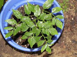 Image result for Gonatopus