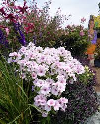 2 3 High And Wide Trimestris Pink Blush Pink Plant Fall Plants Plants