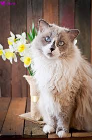 ragdoll kedi cinsi ve ozellikleri kedi sevimli kediler mavi gozler