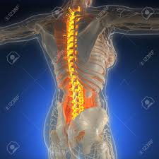 This article breaks down this big topic to help you understand and how many bones can you find in the human body? Science Anatomy Of Human Body In X Ray With Glow Back Bones Stock Photo Picture And Royalty Free Image Image 63283488