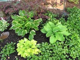 Maybe you would like to learn more about one of these? 58 Low Maintenance Shade Plants For North Texas Ideas Shade Plants Plants Shade Garden