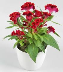 Image result for Celosia argentea
