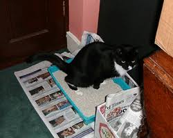 inappropriate urination in catsthe