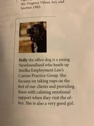 Polly The Office Dog Getting Credit In A Magazine Article Dogswithjobs Office Dog Online Dog Training Dogs With Jobs