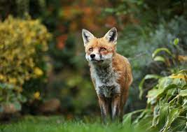 There are plenty of fox deterrents you can use in your garden to keep any unwanted visitors at. 5 Best Fox Deterrents That Actually Work Horticulture Co Uk