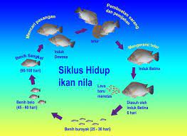 Bisa juga diartikan sebagai bagian wilayah dalam kelurahan yang merupakan lingkungan kerja pelaksanaan pemerintahan desa. Ii Tinjauan Pustaka Yang Rendah Sering Kali Ditemukan Hidup Normal Pada Habitat Habitat Yang Ikan Pdf Download Gratis