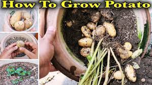 This video spans the whole growing season from planting to harvest and what to do after harvest.the life cycle of. How To Plant Grow Potatoes At Home Best Way To Grow Tons Of Potatoes In A Container Youtube