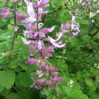 Image result for Ocimum labiatum