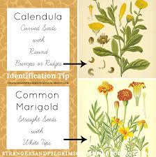 Pin On Herbal Healthy Stuff