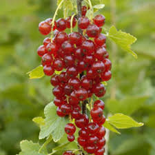Down to zone 2 (more information on hardiness zones). Rovada Currant Plant