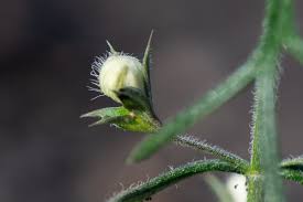 Image result for Suaeda merxmuelleri