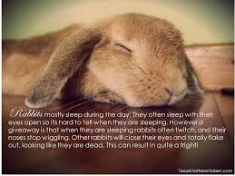 How Does The Easter Bunny Sleep These Fun Facts About Rabbit Sleeping Habits Might Surprise You Easter Easterbunny Sleeping Bunny Bunny Paws Bunny Rabbit