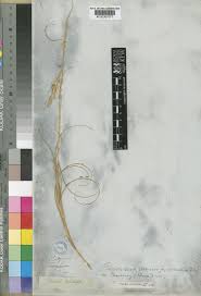 Image result for Pentameris pictigluma