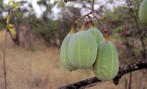 Image result for Adenia digitata