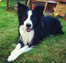 Border Collie Border Collie Puppies Border Collie Dog Herding Dogs