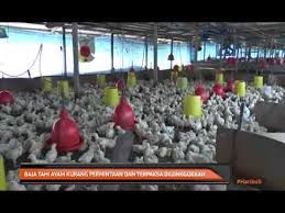 Temukan lagu terbaru favoritmu hanya di lagu 123 stafaband planetlagu. Baja Tahi Ayam Kurang Permintaan Dan Terpaksa Dilonggokkan Youtube